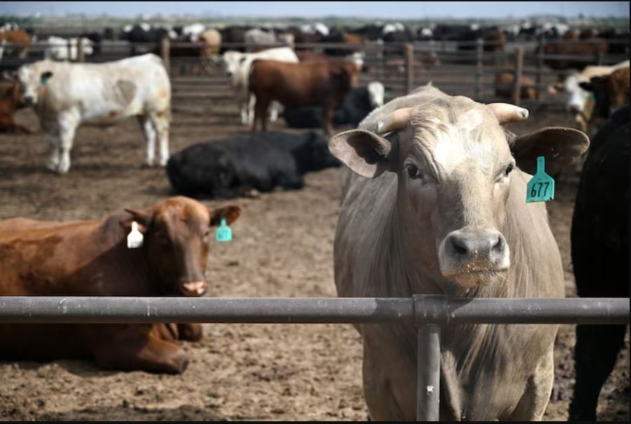 Mexican-Beef-Cattle-in-Texas